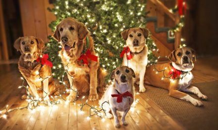 CHRISTMAS DOG PARTY