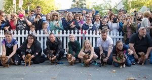 Dog races at Taste of Braddon