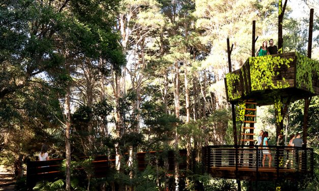 A two-storey treehouse for Botanic Gardens!