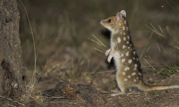 Frisky quolls are loving Canberra life!