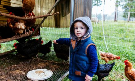 Harvest Festival