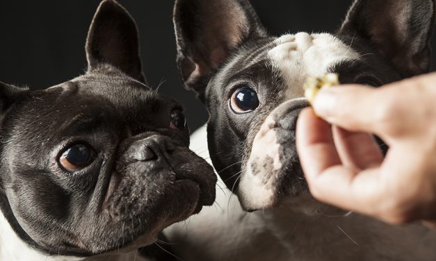 Five Ways to Treat Your Dog