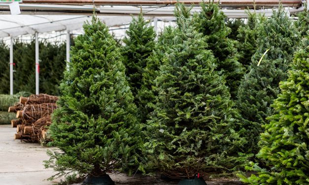 Where to Find the Perfect Real Christmas Tree