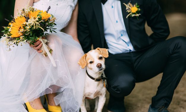 Say ‘I Do’ with your Pooch by your Side: Introducing Mercure Pet-Friendly Weddings