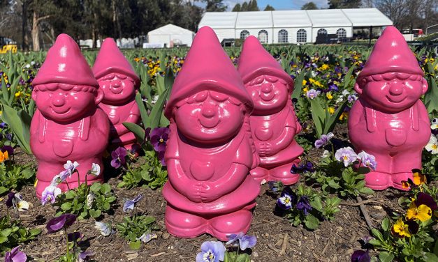 Floriade Celebrates its 35th year with a Canberra-wide pink gnome hunt