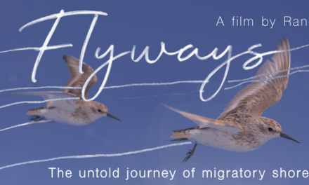 Flyways: Q&A Screening at Dendy Cinemas